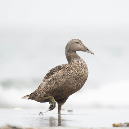 Eiderdaunen Kopfkissen Royal