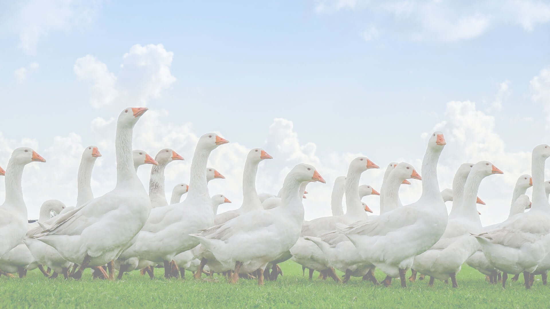 Viele Gänse
