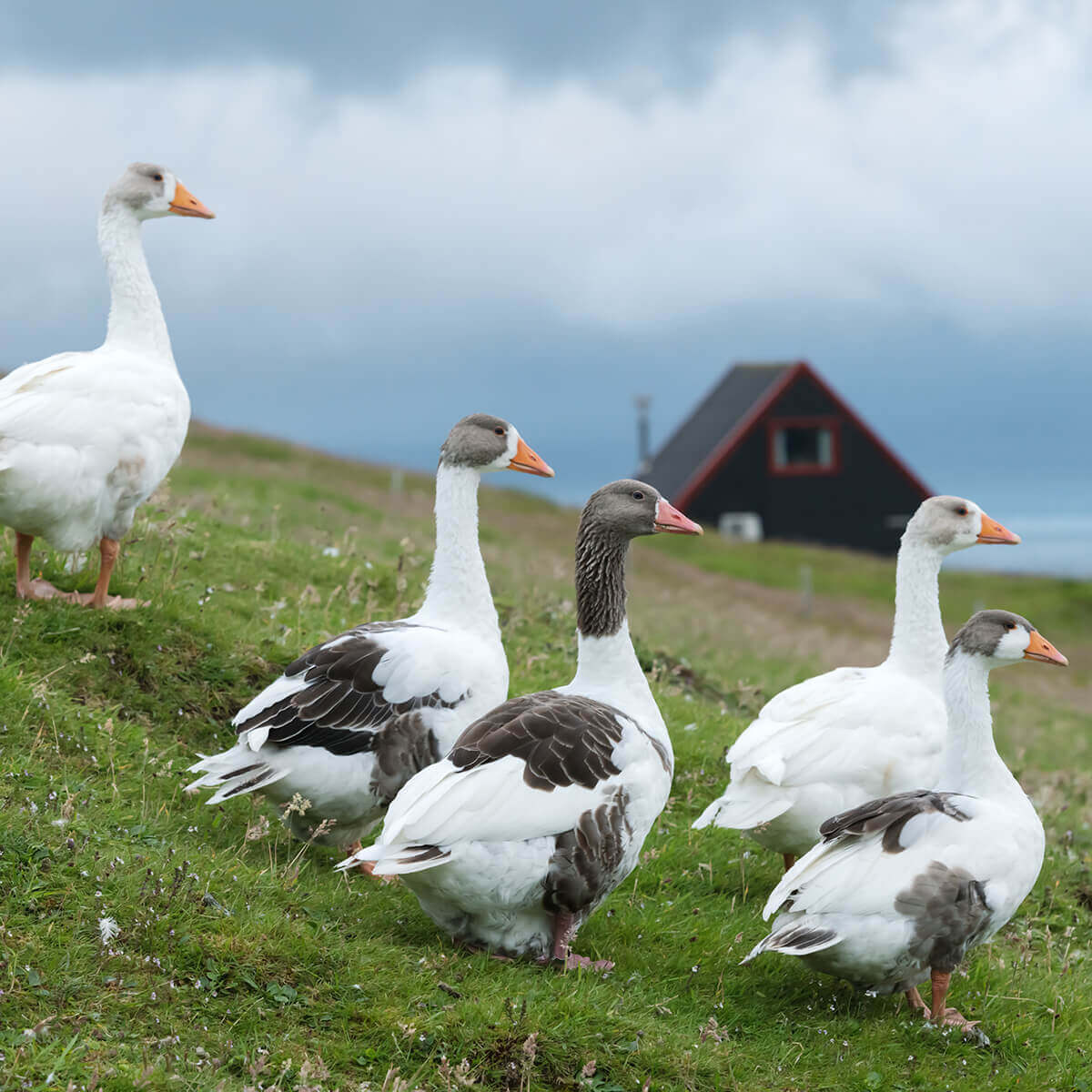 Group of geese grazing on a grassy hillside with a farmhouse in the background under a cloudy sky.